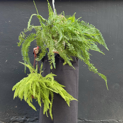 Доставка цветов в Волгограде - FLOWER34.RU  - Подарочный набор с маленьким Choko и суккулетном