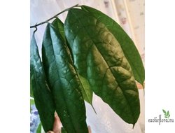 Ficus cerasiformis / Фикус Вишневидный