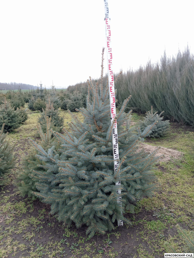 Ель колючая Глаука - фотография с линейкой - красовский-сад.рф