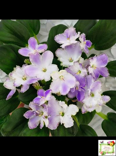 LV-Цветы для Любимого (Л. Шевелева) 2025 г. трейлер (клакамасный лонг)