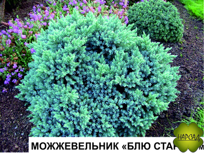 Можжевельник чешуйчатый "Блю Стар"