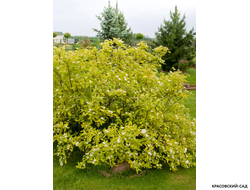 Дерен Ауреа - Aurea