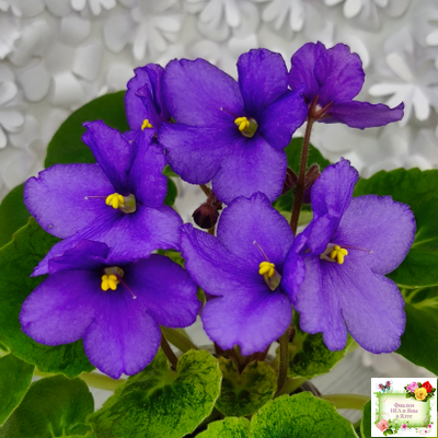 LV-Олег+Алиса (Л. Шевелева) 2025 г. (гёрл-лист с кроновой пестролистностью)