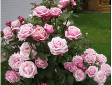 Дитер Мюллер роза, ОКС