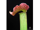 Sarracenia Hybrid 3