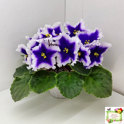 Dn-New Star (Д. Денисенко) 2019 г.