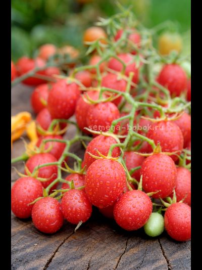 Томат Гроздевой Корбарино ( A Grappoli Corbarino), 10 шт