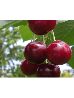 Вишня "Прима" (поздняя) , ЗКС