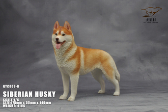 Сибирская хаски (рыжая) - Коллекционная ФИГУРКА 1/6 scale Husky (QYC003B) - QuanYingCun