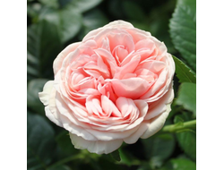 Афродита (Aphrodite)Весна