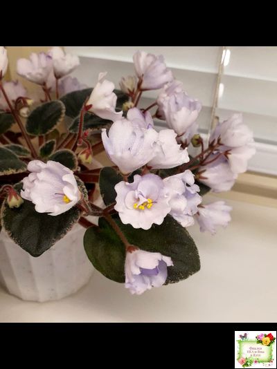 Rob&#039;s Pewter Bells (R. Robinson) 07/06/1992