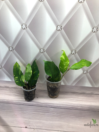 Ficus tinctoria variegated/ фикус Тинктория вариегатный