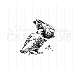 Штамп городские голуби клюющие крошки