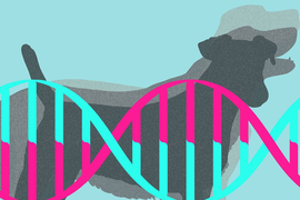 ГЕНЕТИЧЕСКИЕ ИССЛЕДОВАНИЯ