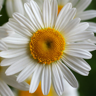 Ромашка римская (Anthemis nobilis/Chamaemelum nobile) 2 г - 100% натуральное эфирное масло