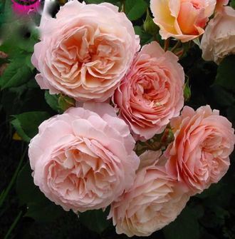 A Shropshire Lad ( Э Шропшир Лэд)