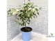 Ficus Benjamina ‘Curly’ / фикус Кёрли