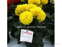 Георгин Labella Grange Yellow