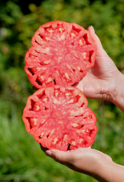 Томат Гигант Фарина, 10 шт