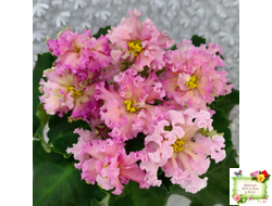 ЕК-Линжери (Е. Коршунова) 2021 г.