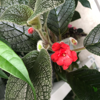 Синнингия Owlsee Red Hot