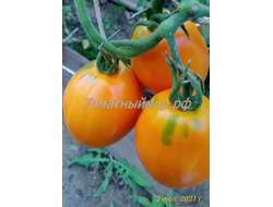 Томат Южный загар
