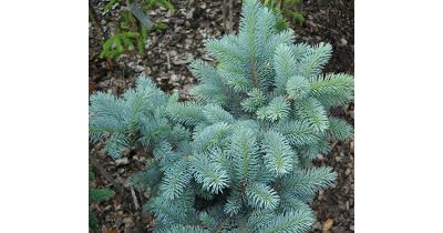 Ель колючая Мекки (Picea pungens Mecky) 2,0 л