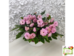 Lituanika (Būtienė) трейлер