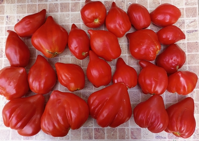 Томат Скифея (Скифская фея)