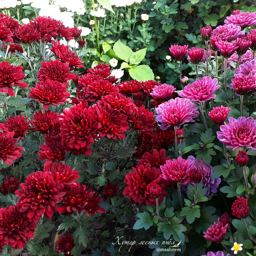 Chrysanthemum Sunbeam Red