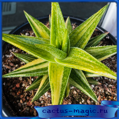 Gasteraloe &#039;Green Gold&#039;