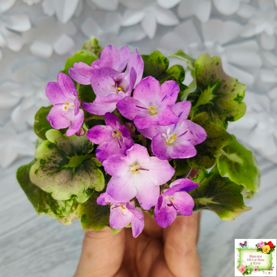 АВ-Почемучка (Фиалковод) 2020 г. (гёрл-листья с кроновой пестролистностью)