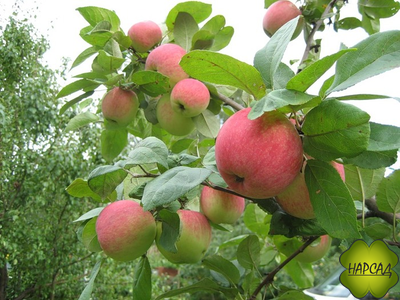 Яблоня "АВГУСТА" Саженец 3 года (полу-карликовый подвой)