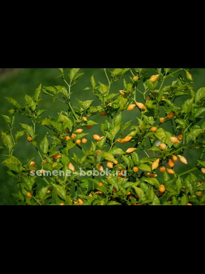 Перец острый Cabacinha Laranja, 10 шт