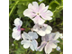Primula sieboldii Hana Monyo