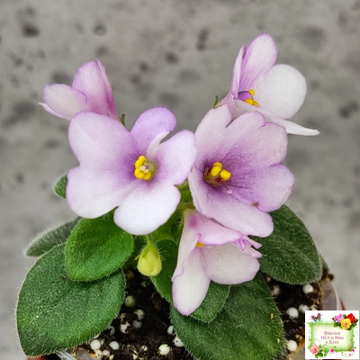 ЛЕ-Колибри (Е. Лебецкая) (3 листа посажены в 1 стак. 20.10.25)