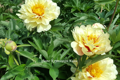 Пион Callies Memory(Келлис Мемори)