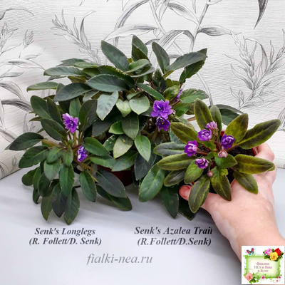 Senk's Azalea Trail (R.Follett/D.Senk) (9845) 01/30/2008 трейлер