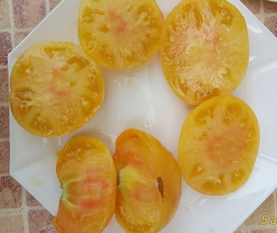 Томат Гном Розелла снежная, (Dwarf Rosella snow) США