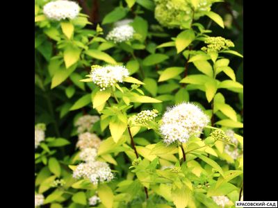 Спирея Вайт Голд - White Gold