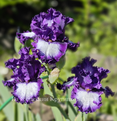 Ирис Marry the Night