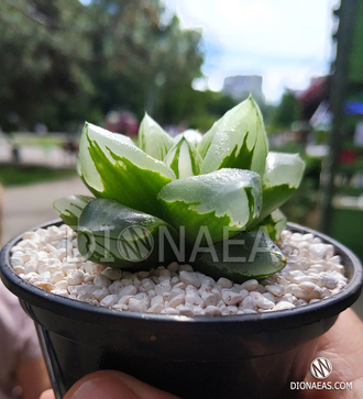 Хавортия пигмея мутант Ледяной Город - Haworthia pygmaea Mutant Ice City