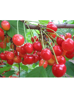 Черешня Фатеж (Среднеранний),ЗКС