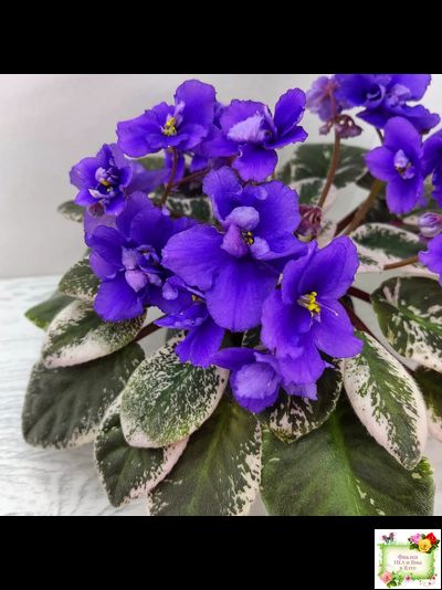 Hodss-Norway (Яна Ходченко) 2019 г. (пестролистный лонг)