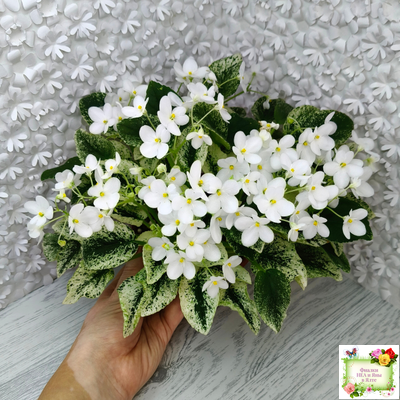 Alan’s Fallen Angel (A.Murphy) трейлер