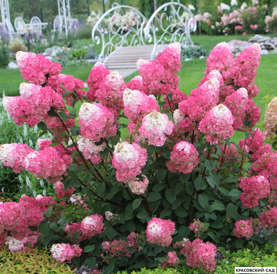 Гортензия Самарская Лидия