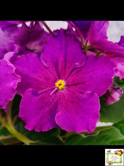 Dn-Cherchez la Femme (Д. Денисенко) 2020 г.