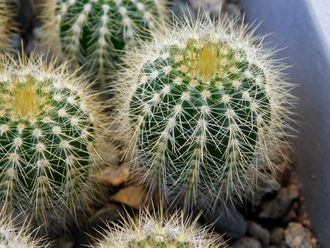 Eriocactus warasii HU 1489 (D=25-28mm)