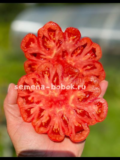 Томат Etoile (Этуаль), 10 шт