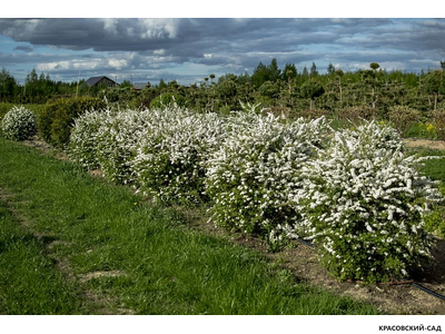 Спирея серая Грефшейм - Grefsheim в форме шара